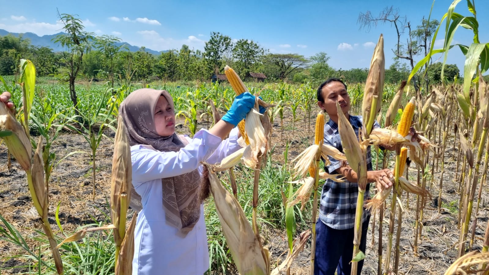 Pengambilan sampel jagung di lahan